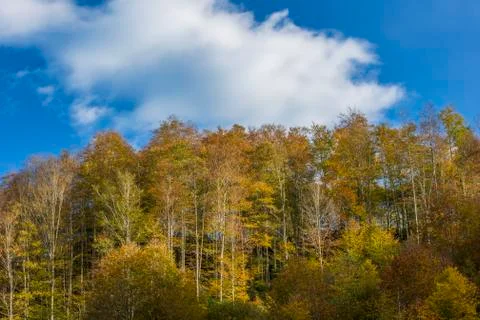 Autumn Foto stock