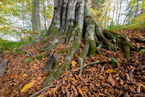 Autumn Stock Photos