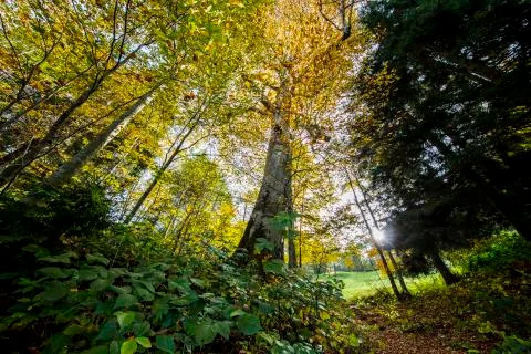 Autumn Stock Photos