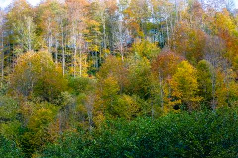 Autumn Stock Photos