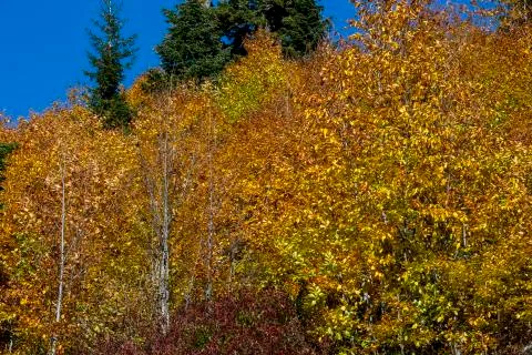 Autumn Stock Photos
