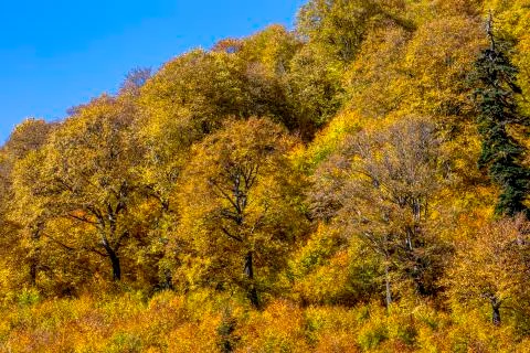 Autumn Foto stock