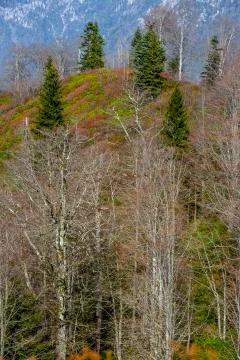 Autumn Stock Photos