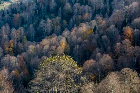 Autumn Stock Photos