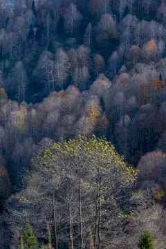 Autumn Stock Photos