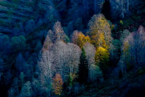 Autumn Stock Photos