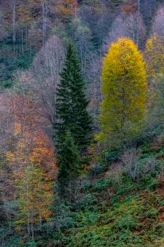 Autumn Foto stock