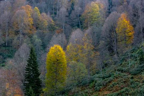 Autumn Stock Photos