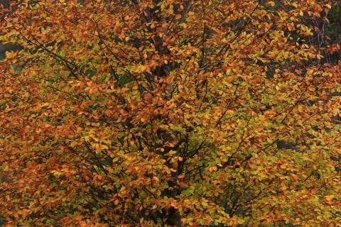Autumn Foto stock