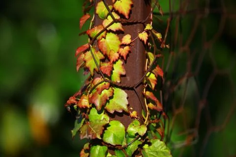 Autumn Stock Photos