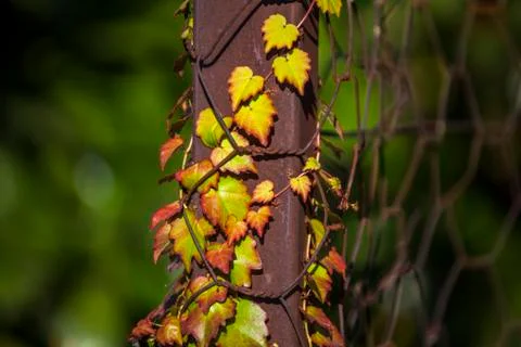 Autumn Stock Photos