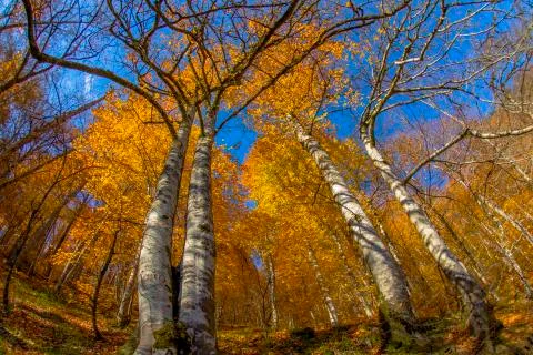 Autumn Stock Photos