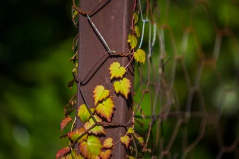 Autumn Stock Photos