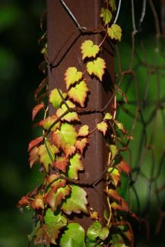 Autumn Stock Photos