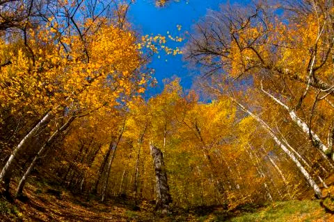 Autumn Stock Photos
