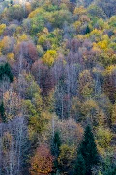 Autumn Stock Photos