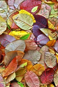 Autumn Foto stock
