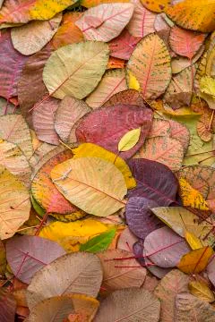 Autumn Stock Photos