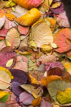 Autumn Stock Photos