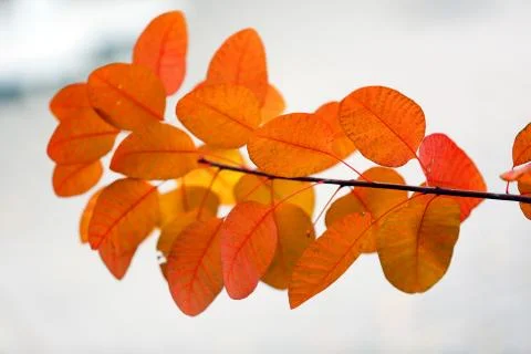 Autumn Stock Photos