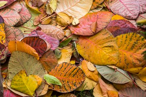 Autumn Foto stock