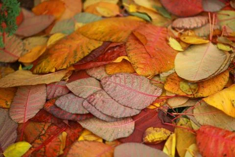 Autumn Stock Photos