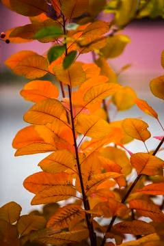 Autumn Stock Photos