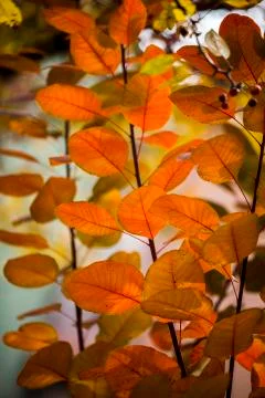 Autumn Stock Photos