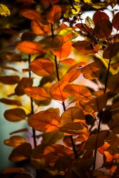 Autumn Stock Photos
