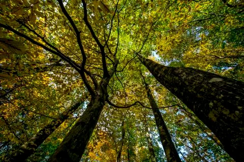 Autumn Stock Photos
