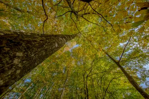 Autumn Stock Photos