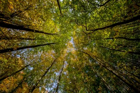 Autumn Stock Photos