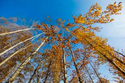 Autumn Stock Photos