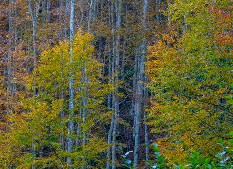 Autumn Stock Photos