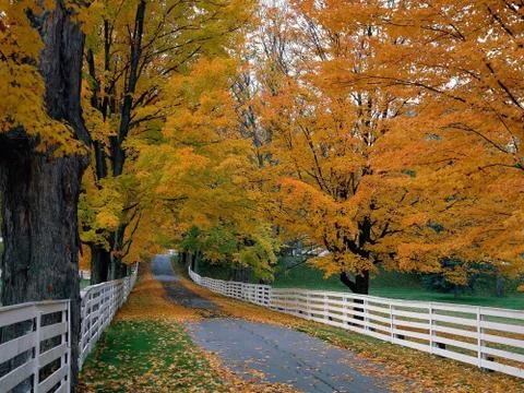 Autumn Stock Photos
