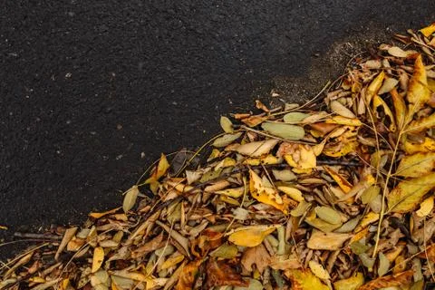 Autumn Stock Photos
