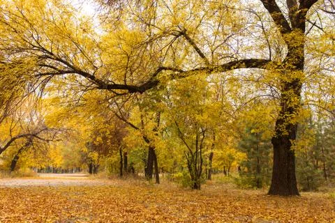 Autumn Stock Photos