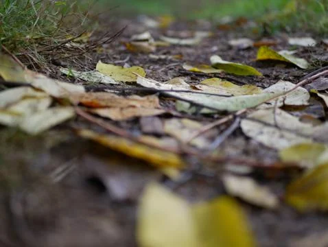 Autumn Foto stock