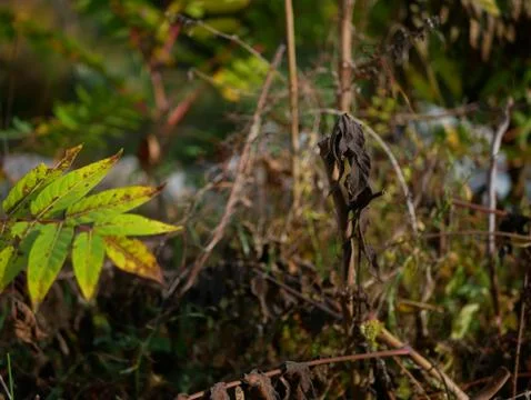 Autumn Stock Photos