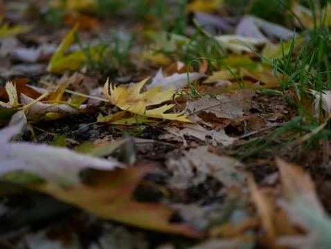 Autumn Stock Photos