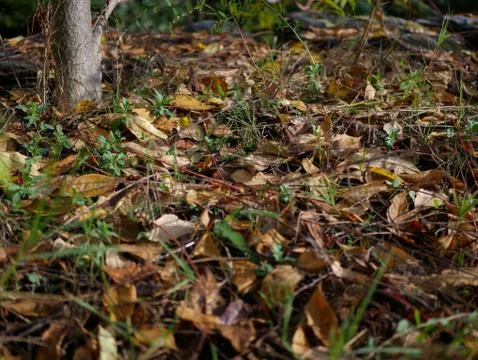 Autumn Stock Photos