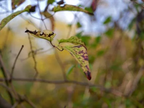 Autumn Foto stock