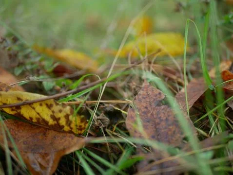 Autumn Stock Photos