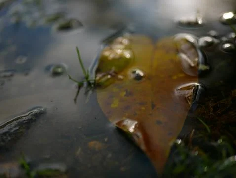 Autumn Stock Photos