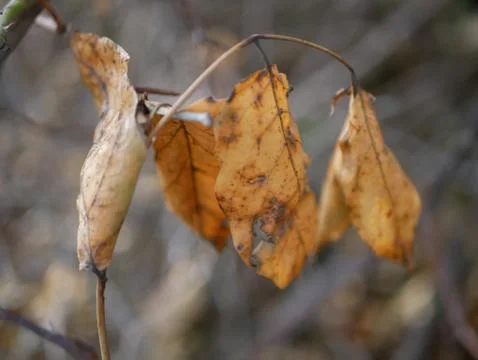 Autumn Foto stock
