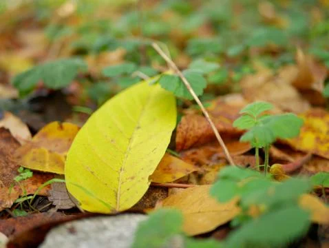 Autumn Foto stock