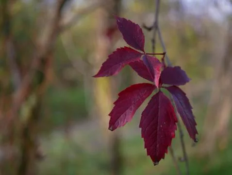 Autumn Stock Photos