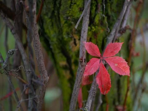 Autumn Foto stock