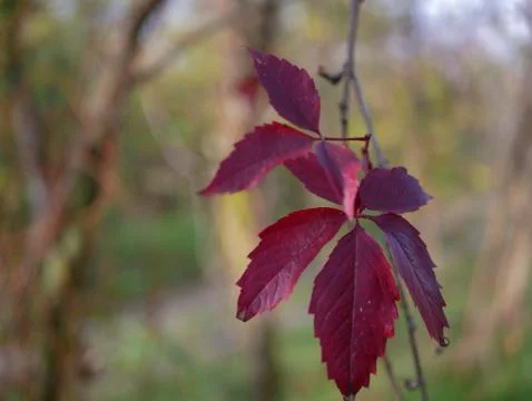 Autumn Foto stock
