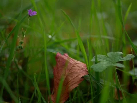 Autumn Foto stock